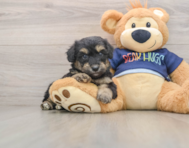 8 week old Mini Aussiedoodle Puppy For Sale - Florida Fur Babies