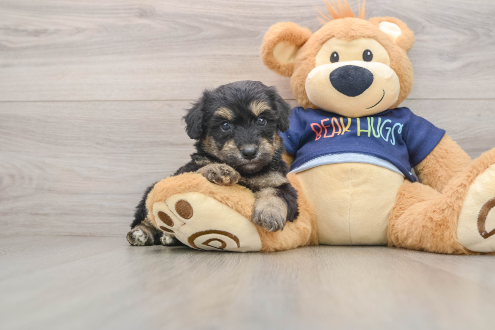 Sweet Mini Aussiedoodle Baby