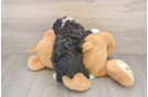 Fluffy Mini Aussiedoodle Poodle Mix Pup