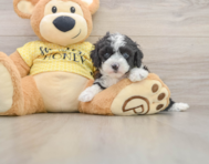 8 week old Mini Aussiedoodle Puppy For Sale - Florida Fur Babies