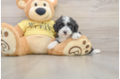 Mini Aussiedoodle Puppy for Adoption