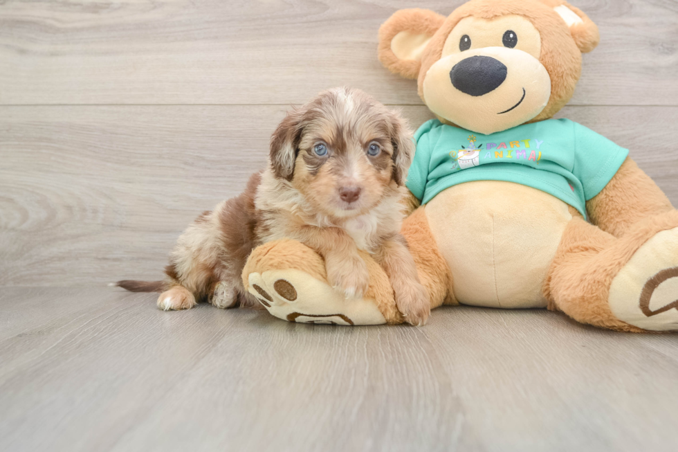 Mini Aussiedoodle Pup Being Cute