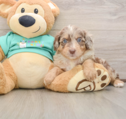 6 week old Mini Aussiedoodle Puppy For Sale - Florida Fur Babies