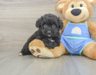 7 week old Mini Aussiedoodle Puppy For Sale - Florida Fur Babies