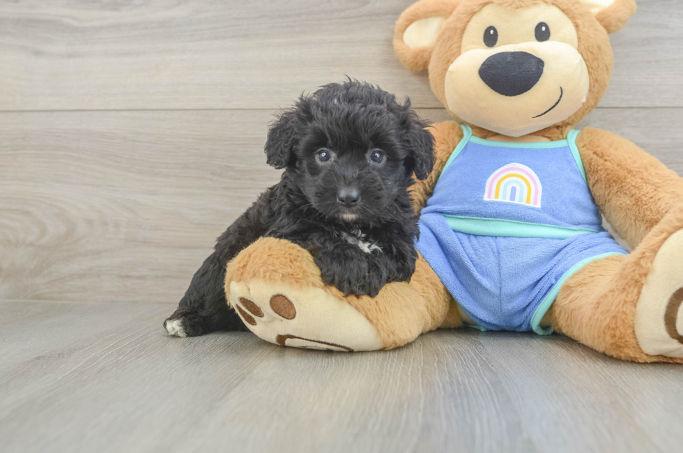 5 week old Mini Aussiedoodle Puppy For Sale - Florida Fur Babies