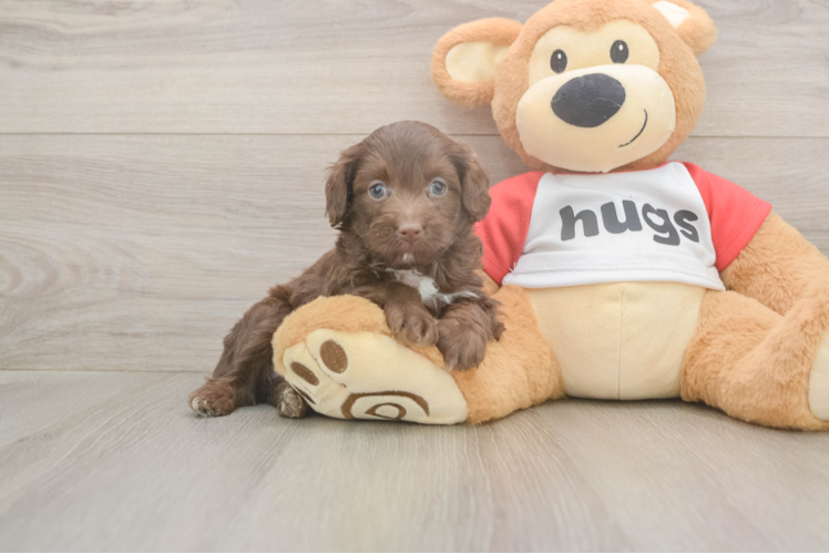 Popular Mini Aussiedoodle Poodle Mix Pup
