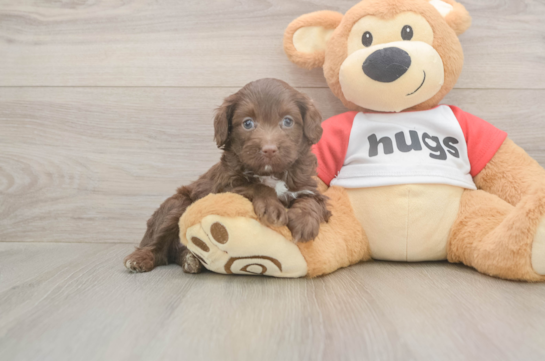 5 week old Mini Aussiedoodle Puppy For Sale - Florida Fur Babies Popular Mini Aussiedoodle Poodle Mix Pup