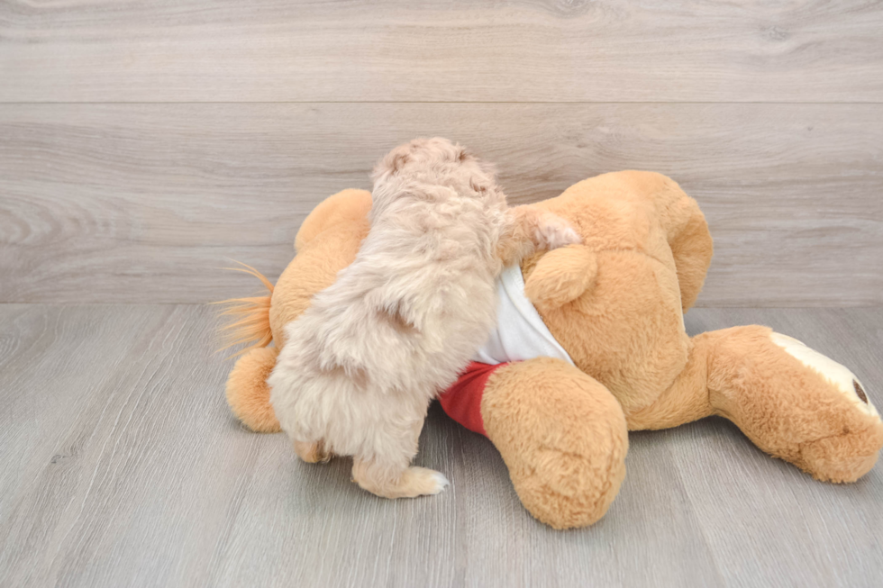 Small Mini Aussiedoodle Baby