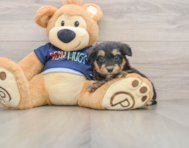 8 week old Mini Aussiedoodle Puppy For Sale - Florida Fur Babies