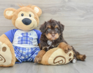 7 week old Mini Aussiedoodle Puppy For Sale - Florida Fur Babies