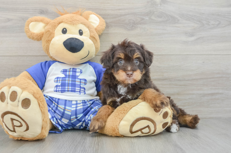 5 week old Mini Aussiedoodle Puppy For Sale - Florida Fur Babies