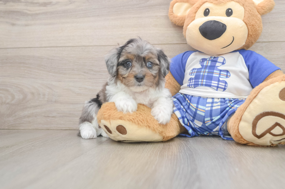 6 week old Mini Aussiedoodle Puppy For Sale - Florida Fur Babies