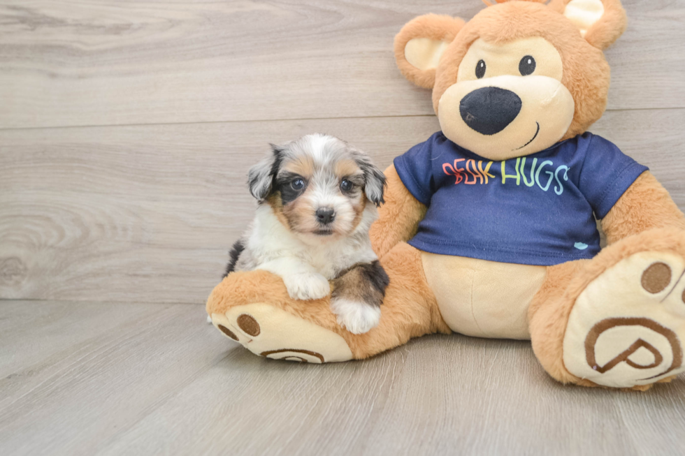 Best Mini Aussiedoodle Baby