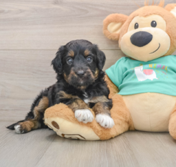 6 week old Mini Aussiedoodle Puppy For Sale - Florida Fur Babies
