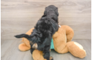 Mini Aussiedoodle Puppy for Adoption