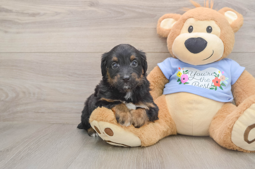 Best Mini Aussiedoodle Baby