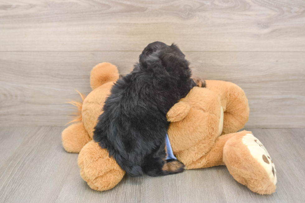 Petite Mini Aussiedoodle Poodle Mix Pup