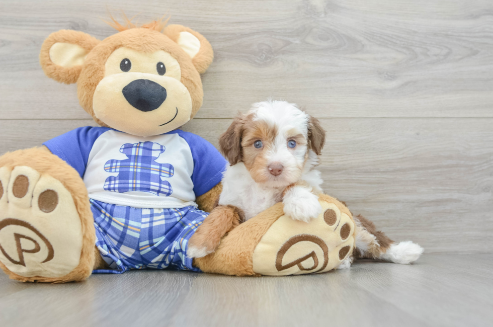 5 week old Mini Aussiedoodle Puppy For Sale - Florida Fur Babies