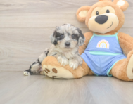 7 week old Mini Aussiedoodle Puppy For Sale - Florida Fur Babies