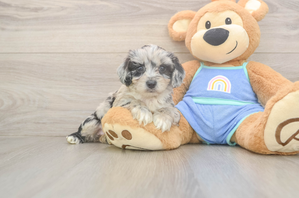 5 week old Mini Aussiedoodle Puppy For Sale - Florida Fur Babies