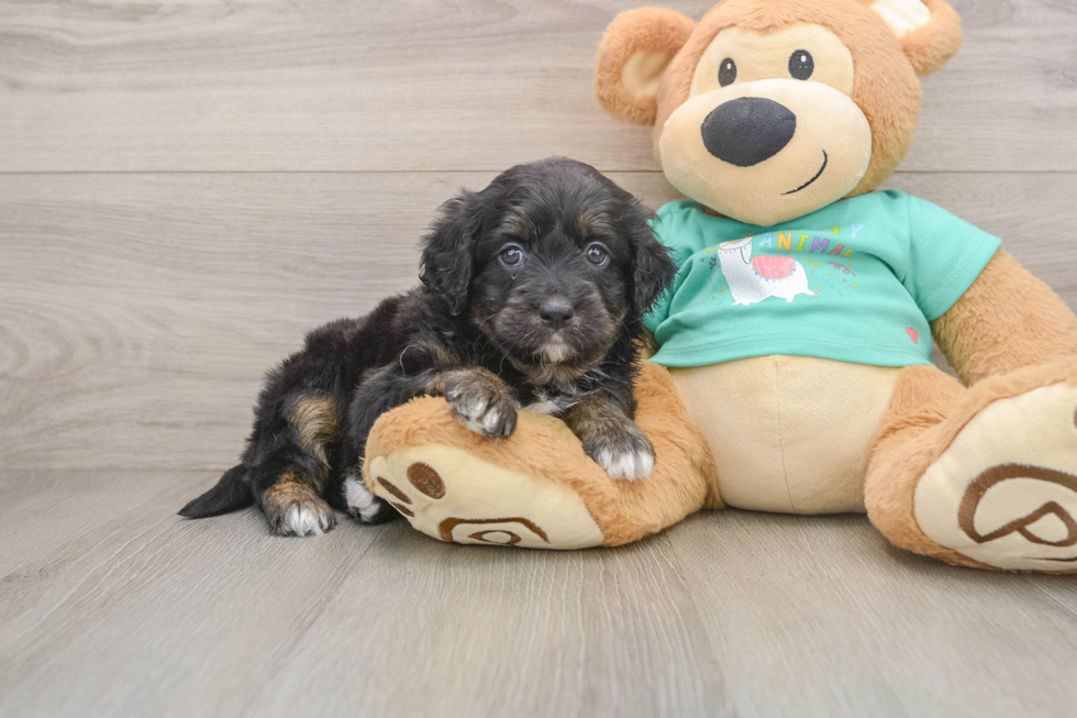 Best Mini Aussiedoodle Baby