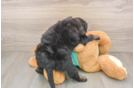Mini Aussiedoodle Pup Being Cute