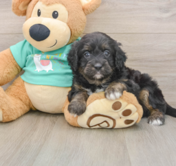 6 week old Mini Aussiedoodle Puppy For Sale - Florida Fur Babies