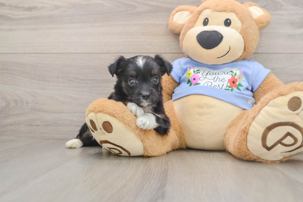 Little Aussiepoo Poodle Mix Puppy