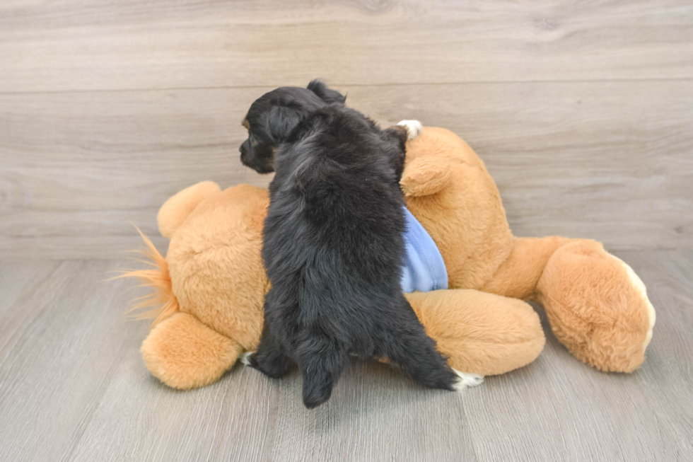 Best Mini Aussiedoodle Baby