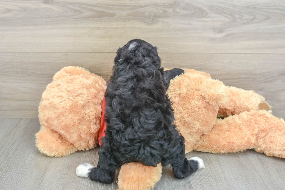 Mini Aussiedoodle Puppy for Adoption