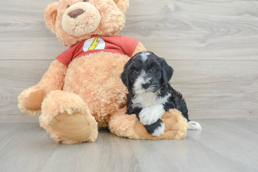 Mini Aussiedoodle Pup Being Cute