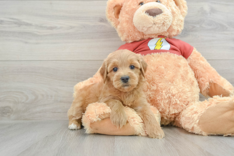 Cute Mini Aussiedoodle Baby