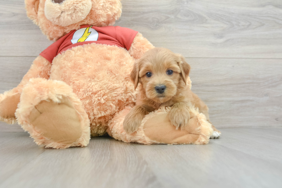 Mini Aussiedoodle Pup Being Cute