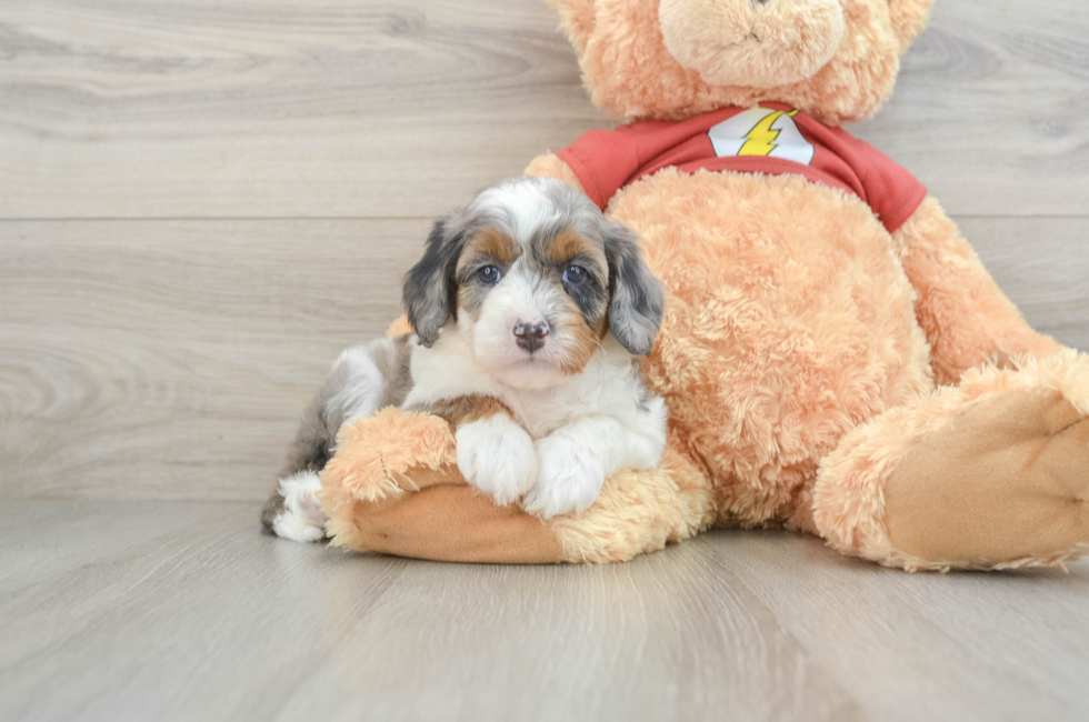 7 week old Mini Aussiedoodle Puppy For Sale - Florida Fur Babies