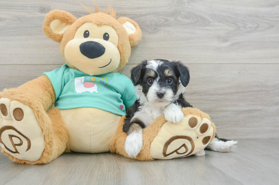 5 week old Mini Aussiedoodle Puppy For Sale - Florida Fur Babies