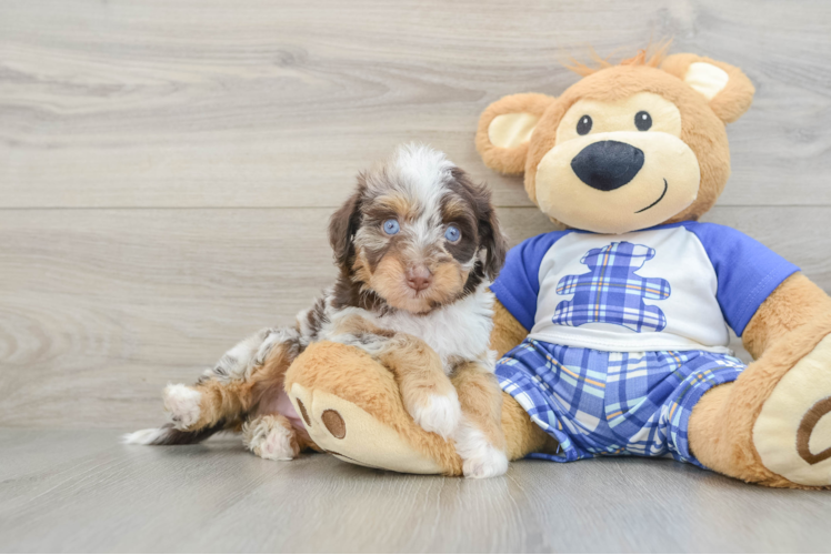 Small Mini Aussiedoodle Baby