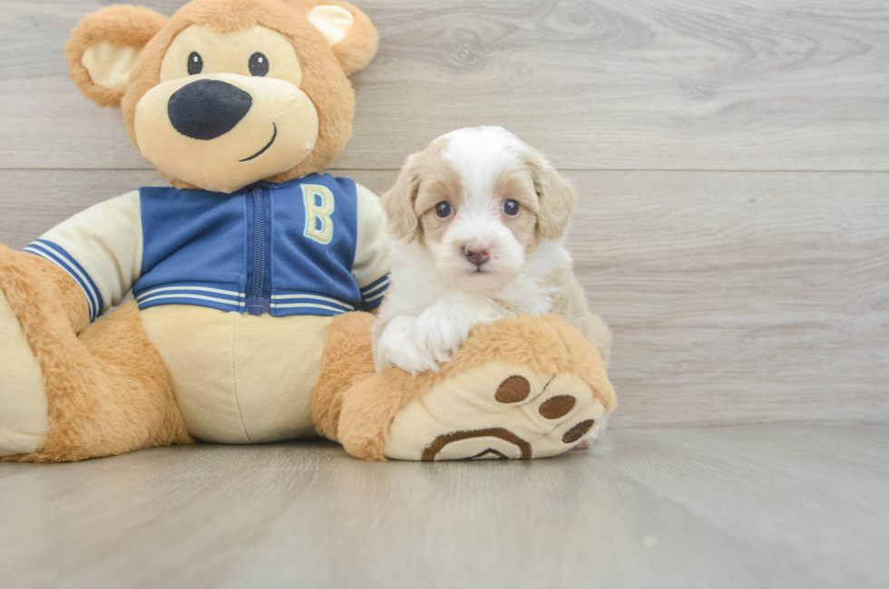 5 week old Mini Aussiedoodle Puppy For Sale - Florida Fur Babies