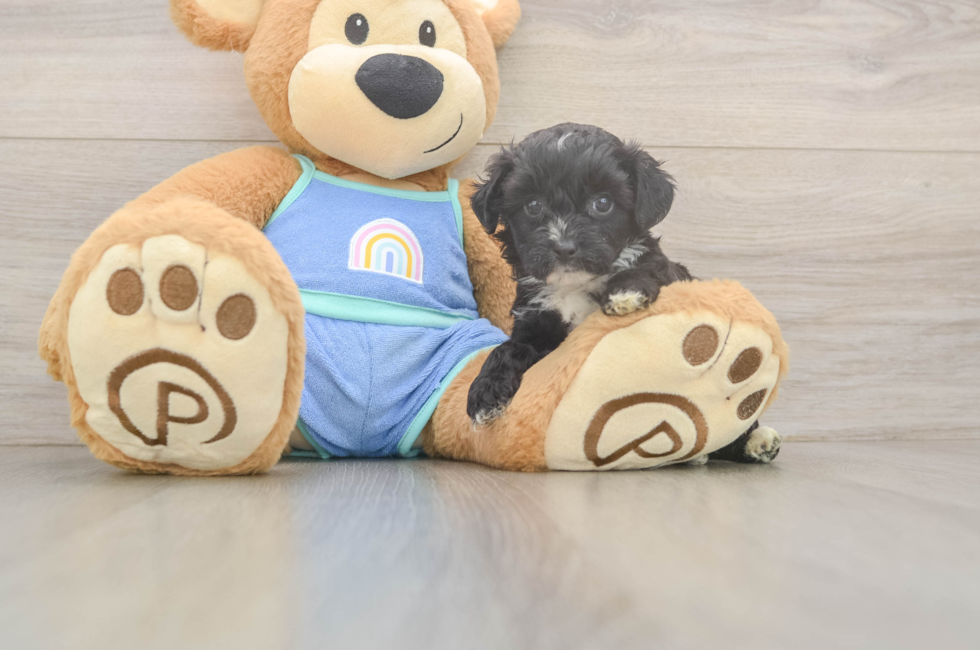 5 week old Mini Aussiedoodle Puppy For Sale - Florida Fur Babies