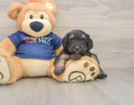 8 week old Mini Aussiedoodle Puppy For Sale - Florida Fur Babies