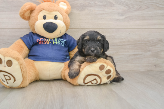 Popular Mini Aussiedoodle Poodle Mix Pup