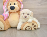 7 week old Mini Aussiedoodle Puppy For Sale - Florida Fur Babies