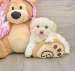 7 week old Mini Aussiedoodle Puppy For Sale - Florida Fur Babies