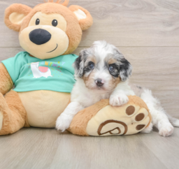 6 week old Mini Aussiedoodle Puppy For Sale - Florida Fur Babies