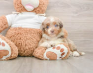 8 week old Mini Aussiedoodle Puppy For Sale - Florida Fur Babies