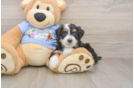 Mini Aussiedoodle Pup Being Cute
