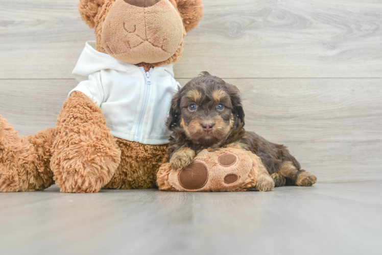 Hypoallergenic Aussiepoo Poodle Mix Puppy