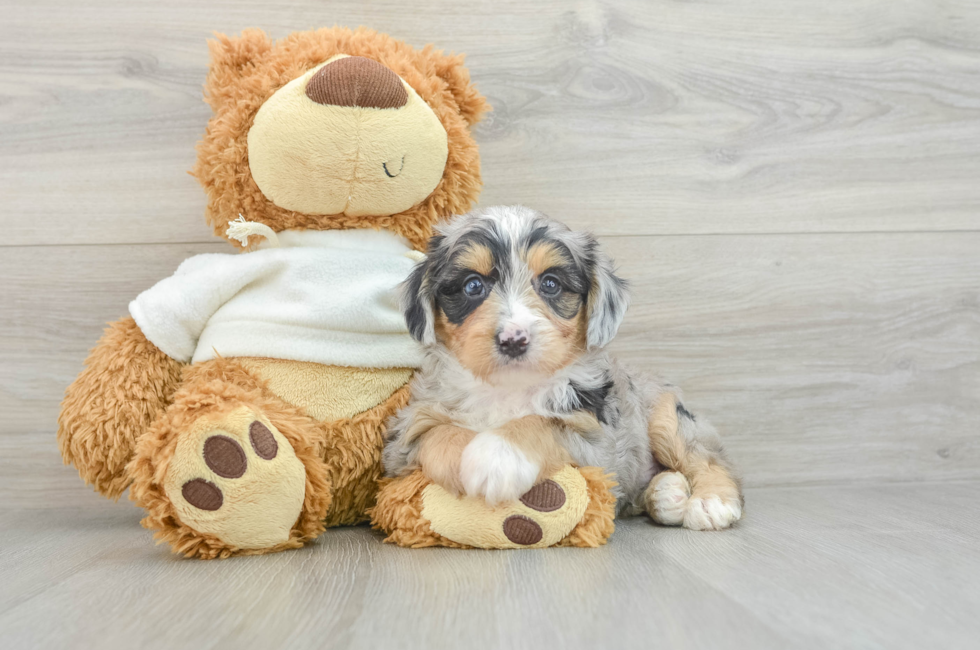 6 week old Mini Aussiedoodle Puppy For Sale - Florida Fur Babies