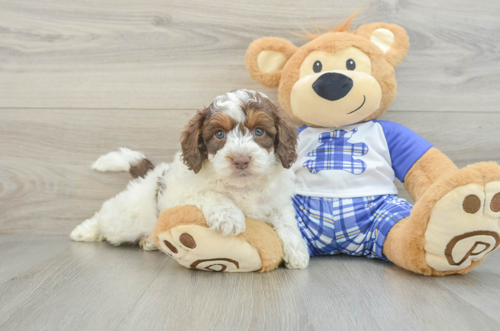 7 week old Mini Aussiedoodle Puppy For Sale - Florida Fur Babies