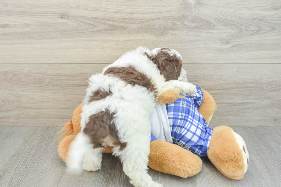 Mini Aussiedoodle Puppy for Adoption