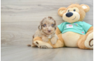 Mini Aussiedoodle Pup Being Cute